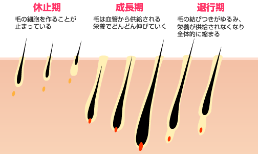 富士市の脱毛はフォーラル静岡でご相談ください。毛周期の図解のイメージ画像